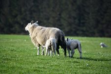 Scottish Sheep Royalty Free Stock Image Scottish Sheep Royalty Free Stock Image