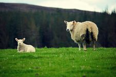 Scottish Sheep Stock Image Scottish Sheep Stock Image