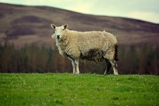Scottish Sheep Stock Photo Scottish Sheep Stock Photo