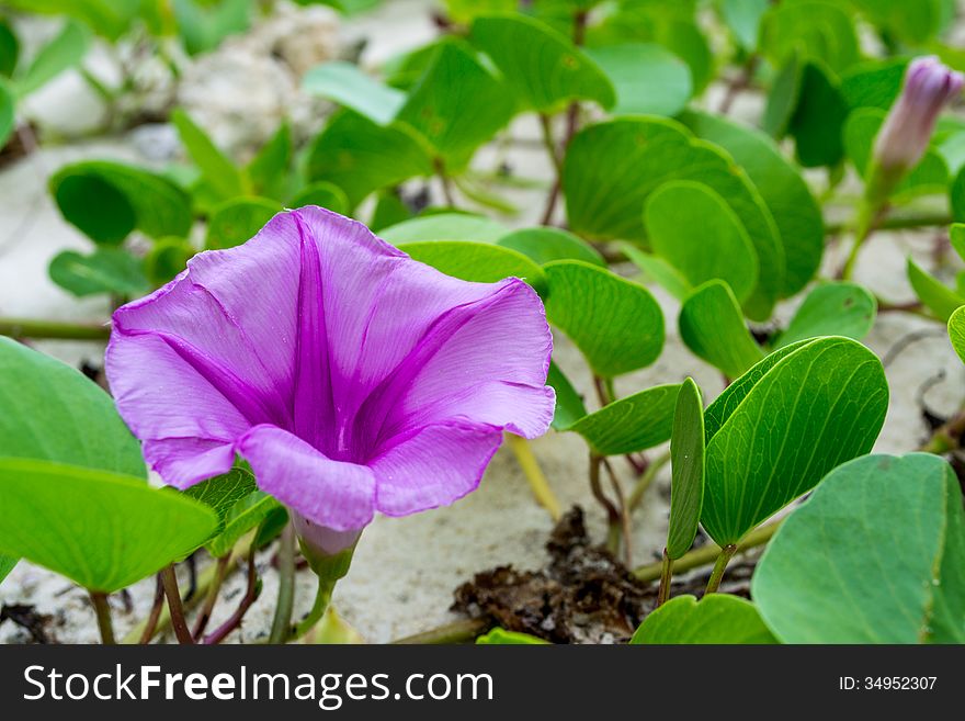Ipomoea flowers on the beaches of Thailand.