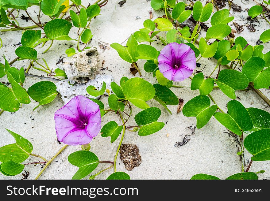 Ipomoea Flowers On The Beaches