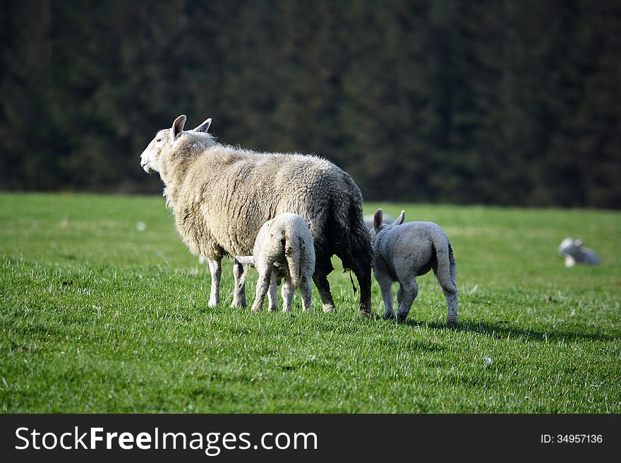 The beautiful sheep in a field in Scotland. The beautiful sheep in a field in Scotland