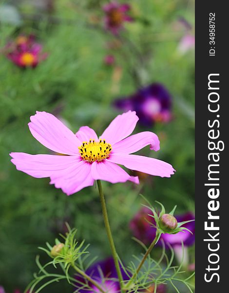 Beautiful flower of pink dahlia in the flower bed