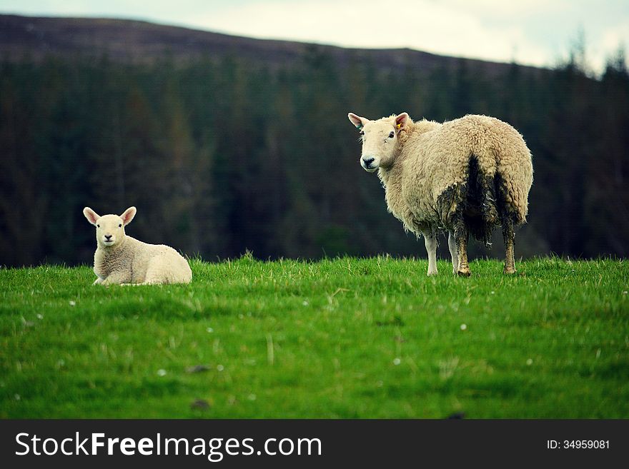 The beautiful sheep in a field in sunrise. The beautiful sheep in a field in sunrise