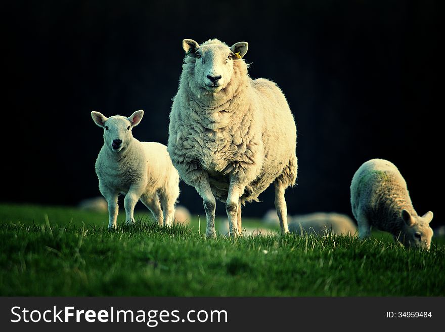 The beautiful sheep in a field in sunrise. The beautiful sheep in a field in sunrise