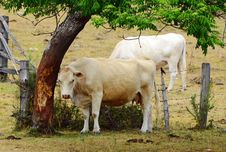 White Brahman Breed Cow Rubbing On Tree Trunk Bark Stock Images White Brahman Breed Cow Rubbing On Tree Trunk Bark Stock Images