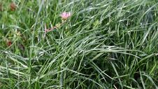 Video Of Grass Blowing In The Wind Royalty Free Stock Photos Video Of Grass Blowing In The Wind Royalty Free Stock Photos