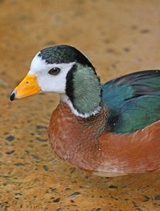 African Pygmy Goose Stock Photos African Pygmy Goose Stock Photos