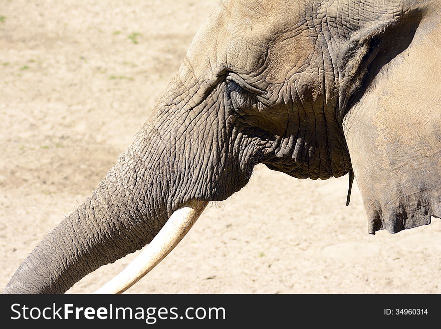 Elephant lift proud his trunk