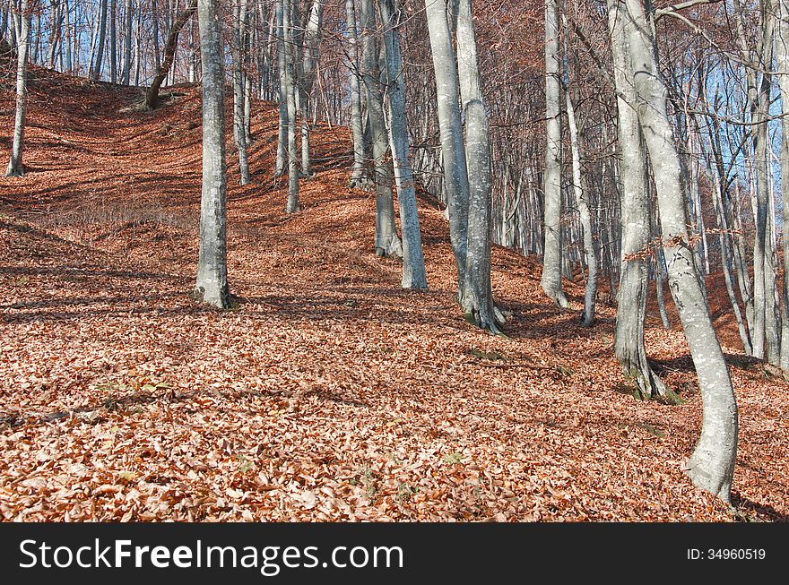 Beech forest landscape in an autumn day