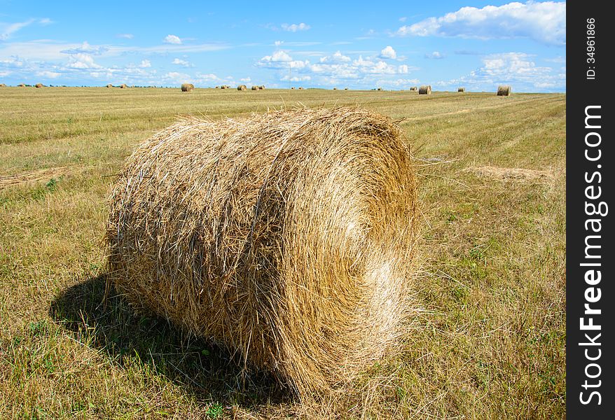 Large field after harvest. In the foreground round MOP