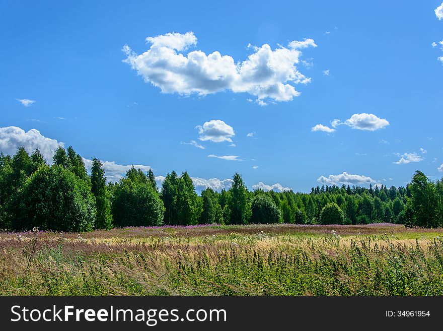 Blooming the forest meadow in the bright, Sunny day