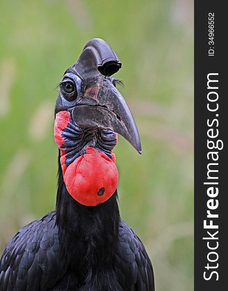 Close Up Detail of Abyssinian Ground Hornbill Male. Close Up Detail of Abyssinian Ground Hornbill Male