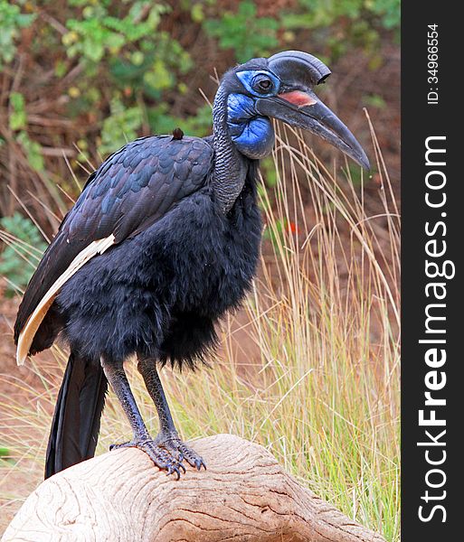 Close Up Detail of Abyssinian Ground Hornbill Female. Close Up Detail of Abyssinian Ground Hornbill Female