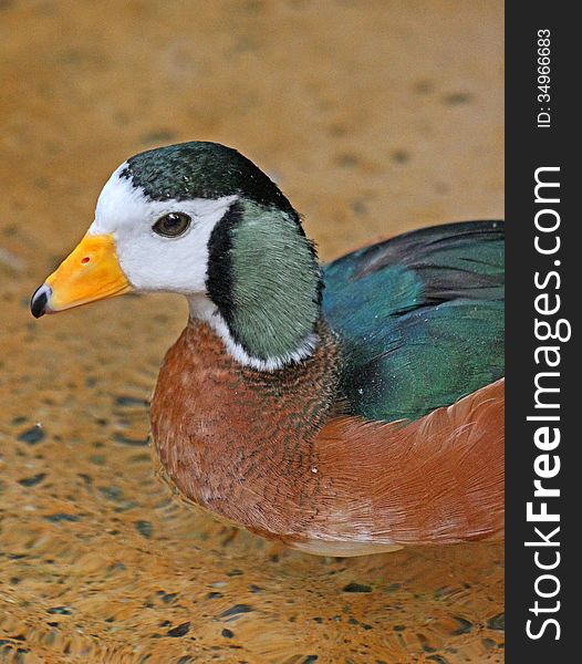 African Pygmy Goose