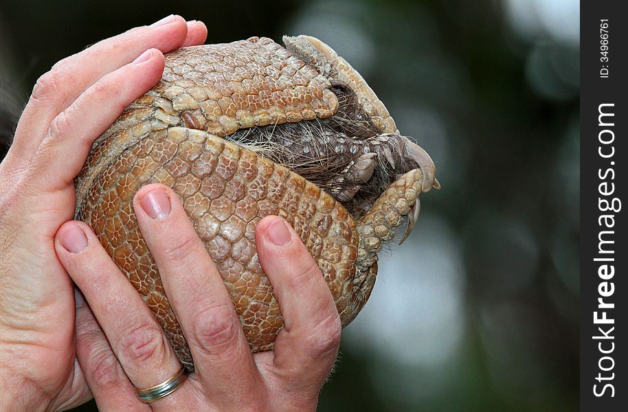 Hands Holding Three Banded Armadillo Rolled Into A Ball