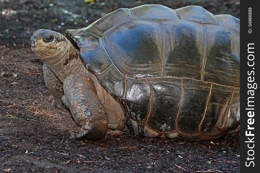 Wet Aldabra Tortoise After Rain Shower. Wet Aldabra Tortoise After Rain Shower