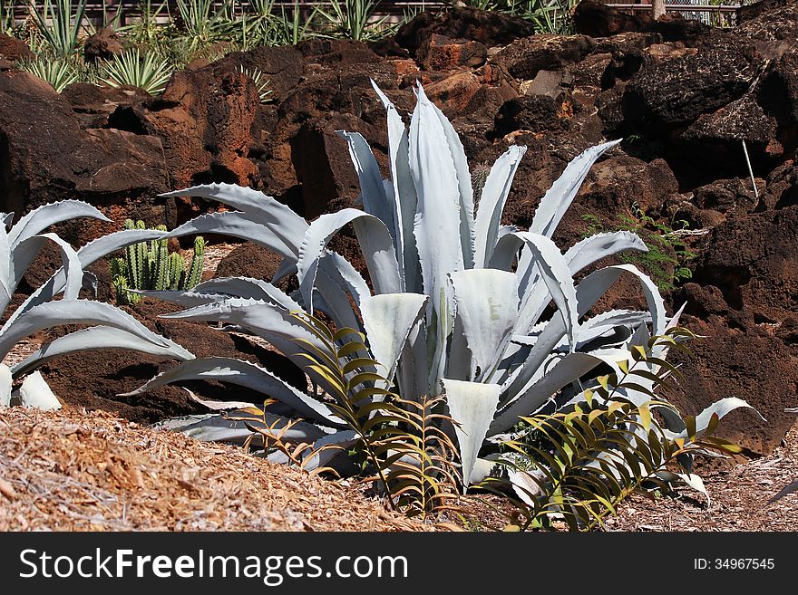 Agave Americana cactus in desert