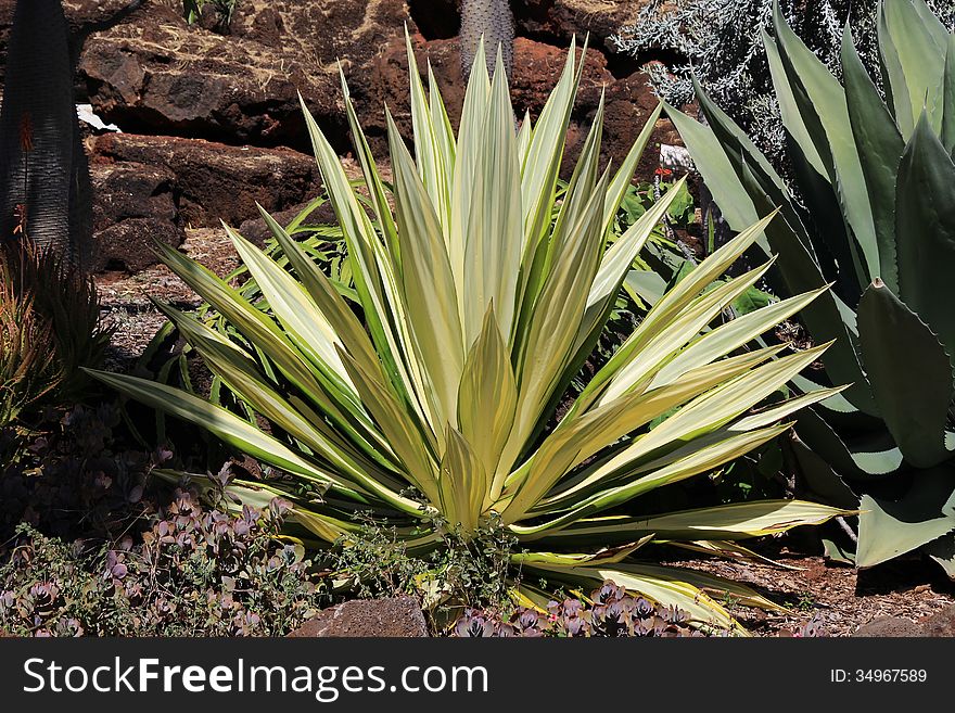 Agave Americana cactus in desert