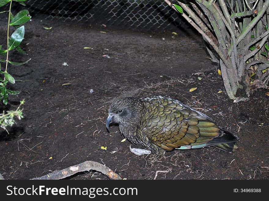 The Kea is a native parrot bird from new zealand and are endangered species as are easy targets walking on the forest floor. The Kea is a native parrot bird from new zealand and are endangered species as are easy targets walking on the forest floor