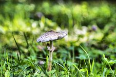 Mushroom Toadstool Stock Photo