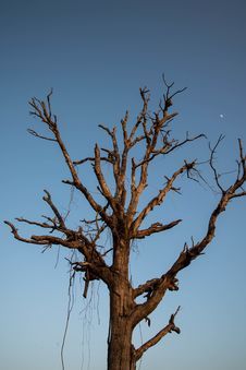 Dry Tree. Royalty Free Stock Image