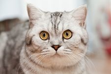 Big Gray Cat Stock Photography