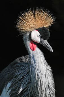 Grey Crowned Crane Of South Africa Stock Photos Grey Crowned Crane Of South Africa Stock Photos