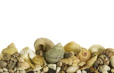 Sea Shells Stock Image Sea Shells Stock Image