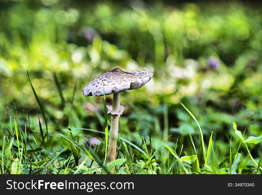 Mushroom Toadstool