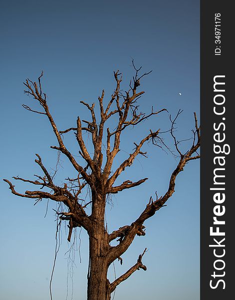 Dry tree in country of Thailand. Arid. Dry tree in country of Thailand. Arid