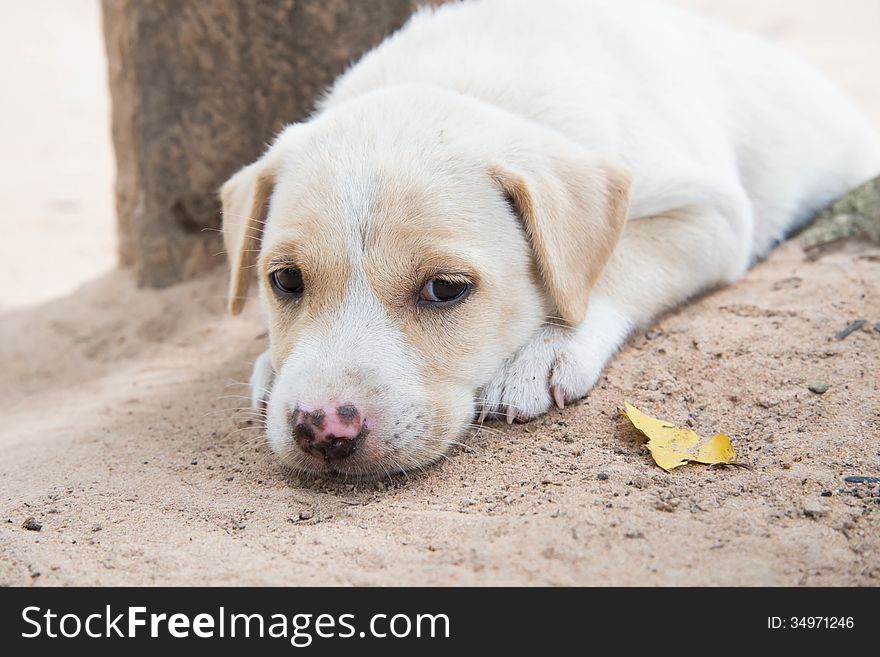 Lonely dog in the home.Alone. Lonely dog in the home.Alone