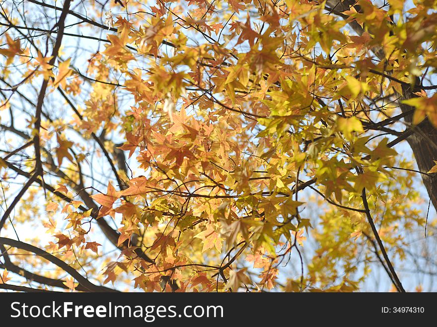 Too many leaf of maple tree,yellow or red.