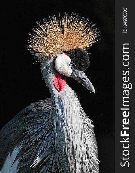 Balearica regulorum or Grey Crowned Crane of South Africa which is Red Data Book listed vulnerable