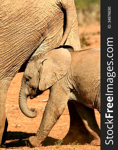 Cute African elephant baby tailing mother in Addo Elephant National Park in South Africa. Cute African elephant baby tailing mother in Addo Elephant National Park in South Africa.