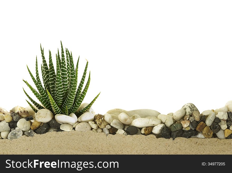 Little cactus with Mix Pebble Beach on sand.Isolate on white.