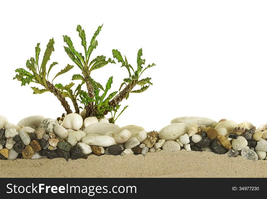 Little cactus with Mix Pebble Beach on sand.Isolate on white.