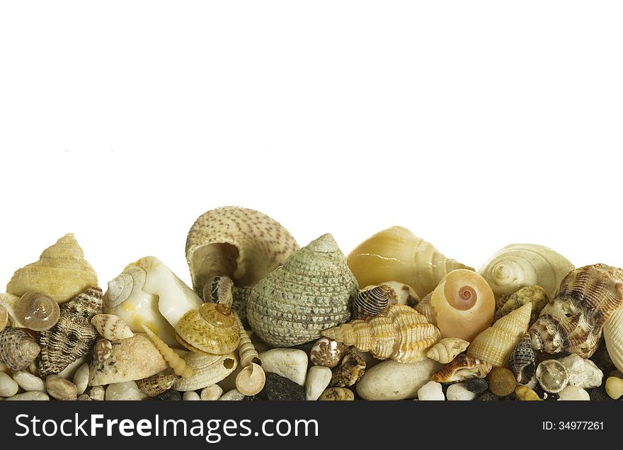 Sea shells isolated on white