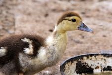 Duckling Stock Image