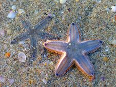 Two Starfish Royalty Free Stock Photos