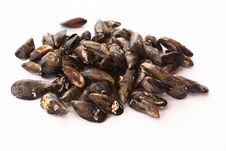 Raw And Fresh Galician Mussels. Royalty Free Stock Images Raw And Fresh Galician Mussels. Royalty Free Stock Images