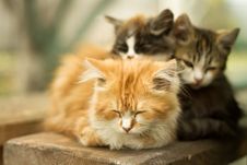 Three Little Kitten In The Village Stock Photography