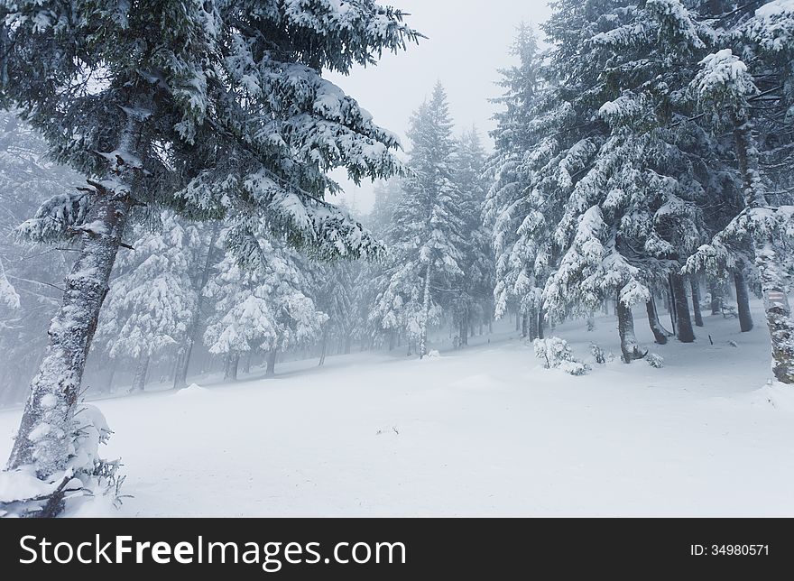 Beautiful winter landscape with snow covered trees