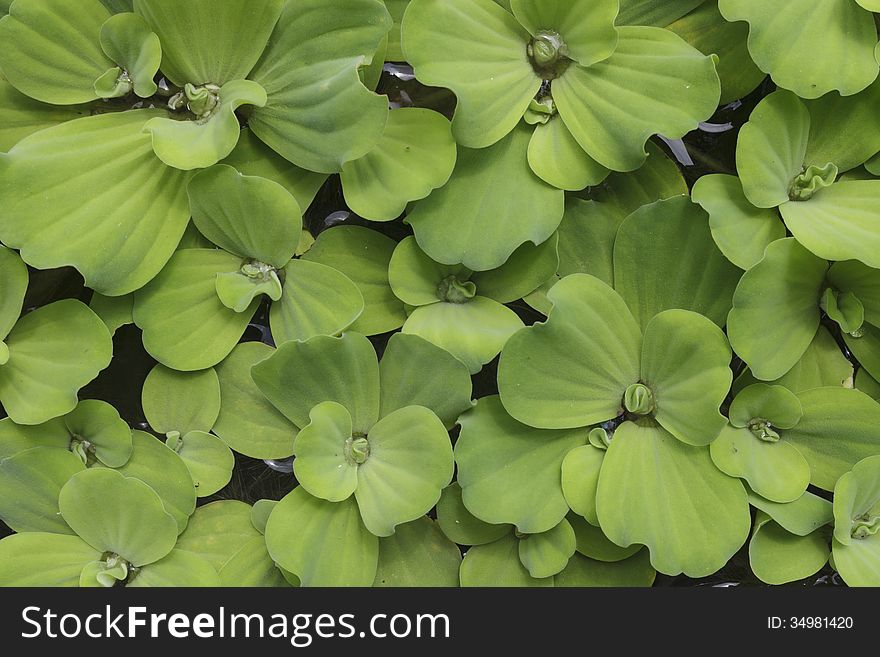 Pistia (Water cabbage) on the water. Pistia (Water cabbage) on the water