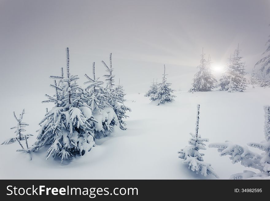 Fantastic winter landscape. National Park. Carpathian, Ukraine. Beauty world.