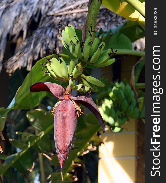 Banana flower on the background of the hut