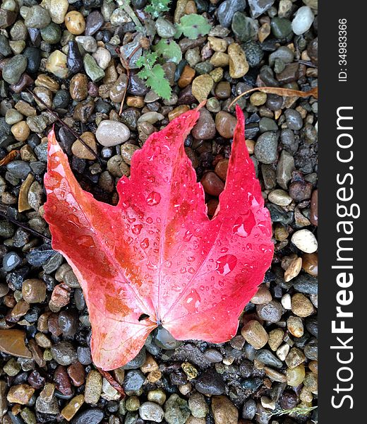 A bright red fallen autumn leaf from a Virginia Creeper. A bright red fallen autumn leaf from a Virginia Creeper.