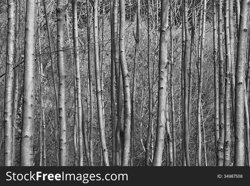 Forest, full frame photo of young trees