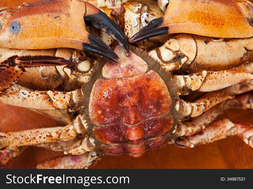 Sea crab face down and close up. Sea crab face down and close up