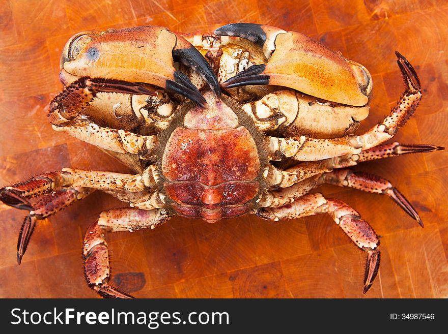 Fresh raw edible brown sea crab face down. Close Up.